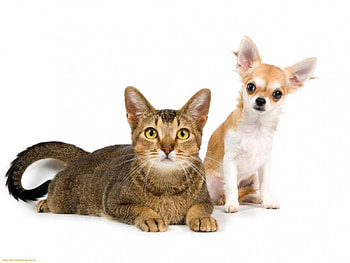 Lovely cat and puppy, animal, dog, kitten, puppy, cat, feline, pet HD wallpaper
