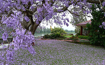 Building, Spring, Nature, Trees, Grass HD wallpaper