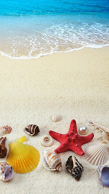 Starfish, cell , Sea and shells, Oceanic beauty HD phone wallpaper