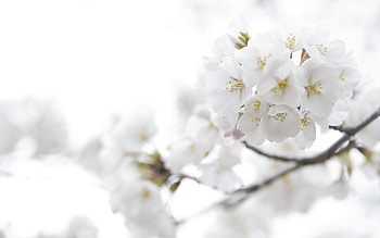 Plants, Flowers HD wallpaper