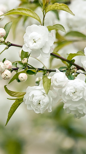 Flower, Jasmine, White Flower HD phone wallpaper
