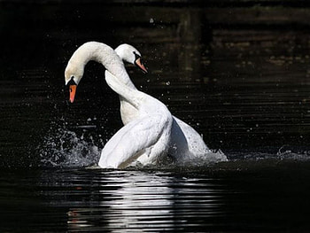 Swans Love, cool, swans, , love HD wallpaper