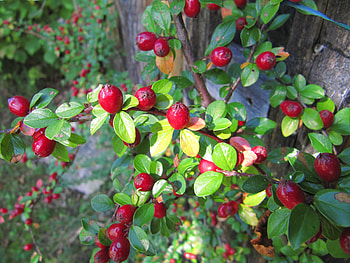 Nature, Food, Berries, Bush HD wallpaper