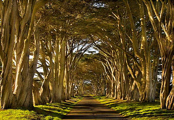 Canopy arches, arches, path, green, branches, trees, forest HD wallpaper