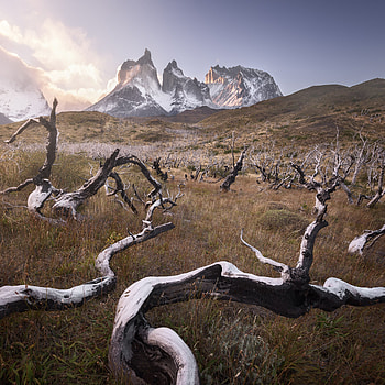 Torres del Paine National Park, Dead forest, Cuernos Peaks, Chilean wilderness HD phone wallpaper