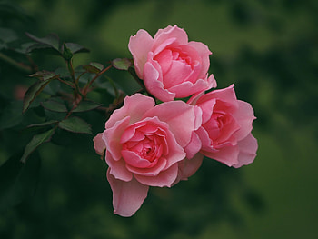Rose trio, branch, leaves, roses, flowers, trio HD wallpaper