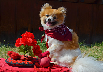 Animals, Flowers, Toys, Dog, Ball, Protruding Tongue, Tongue Stuck Out, Puppy, Handkerchief, Kerchief HD wallpaper