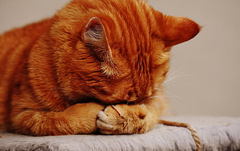 A cute tabby cat sleeping with its paws covering its face, creating a cozy and endearing scene. HD wallpaper