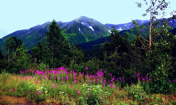 * Flowering field *, field, flower, nature, flowers, mountains HD wallpaper