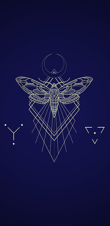 Butterfly/moth Blue, polilla, moth, butterfly, mariposa HD phone wallpaper