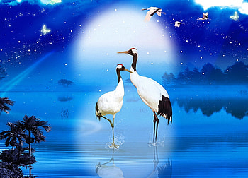 A blue Night, night, blue, birds, moon HD wallpaper