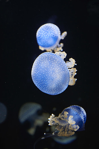 Underwater, blue glow, shine, jellyfish HD phone wallpaper