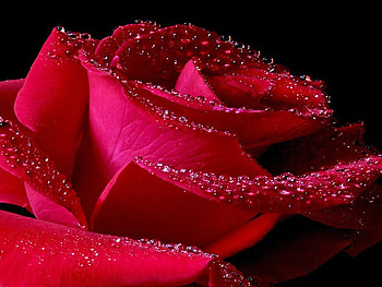 ROSE, single, red, tears HD wallpaper