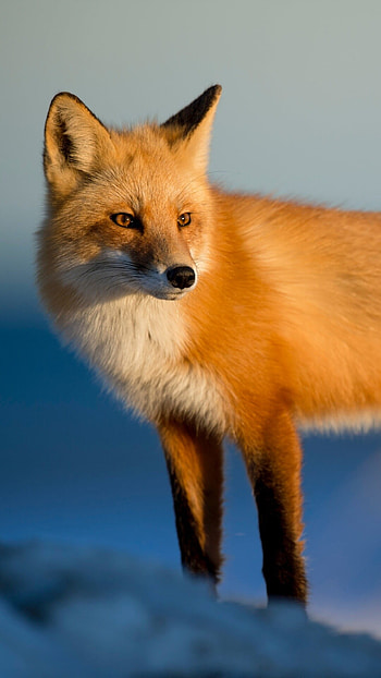 Wild fox, , , Majestic creature HD phone wallpaper
