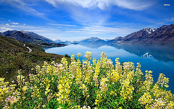 Flowers in the Mountains, nature, flowers, mountains, water HD wallpaper