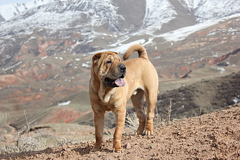 Animals, Dog, Stroll, Puppy, Shar Pei HD wallpaper