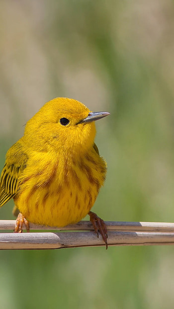 Good Morning, Bird HD phone wallpaper