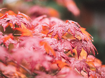 Leaves, Macro, Wet, Maple HD wallpaper