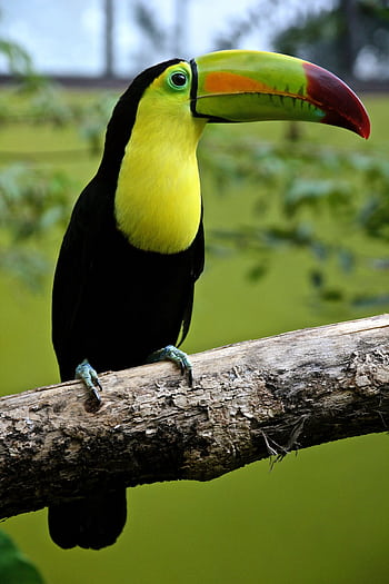 Colorful keel-billed toucan perched on a branch in lush greenery, showcasing its vibrant beak. HD phone wallpaper