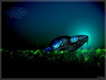 Alien, blue, grass, abstract HD wallpaper