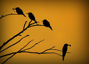 European Bee Eater, black, birds, yellow, nature, bee eater, silhouette HD wallpaper