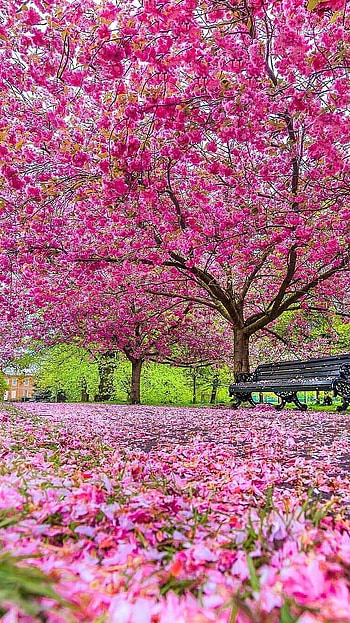 Spring, Trees HD phone wallpaper