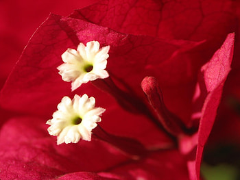 Flower, Macro, Petals HD wallpaper