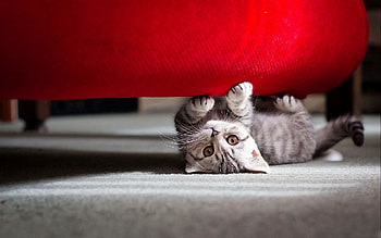 Animals, Kitty, Kitten, To Lie Down, Lie, Muzzle, Striped, Nice, Sweetheart, Playful HD wallpaper