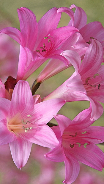 Pink Lily, Adorable, Background HD phone wallpaper