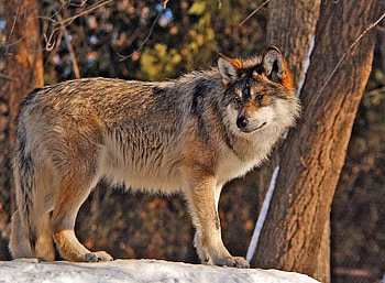 Lone Wolf, snow, trees, nature, predator, forest HD wallpaper