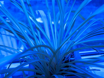 TREE BLUE FLOWER, blue, summer, flower, forrest, tree HD wallpaper