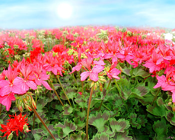 Morning Geraniums, plants, garden, spring, bloom, summer, geranium, flower, graph, blossom HD wallpaper