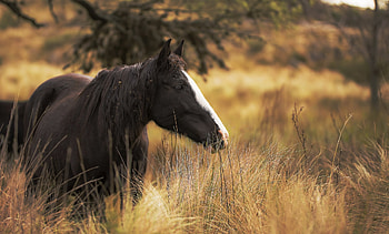 Horse, Animal, Depth Of Field, Grass HD wallpaper