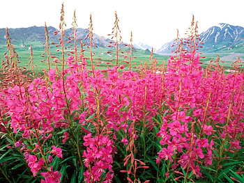 adi, nature, flowers HD wallpaper