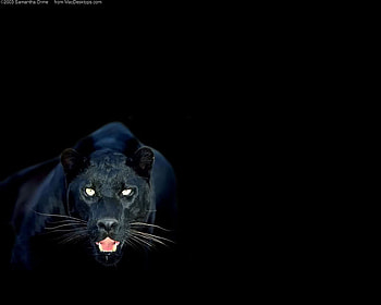 panther jpg, black panther, wild, prowl HD wallpaper