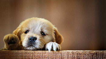Puppy Snout Dog, dog, animals, puppy HD wallpaper