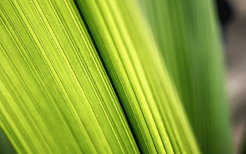 Grass, Macro, Light, Lines, Light Coloured HD wallpaper