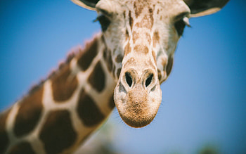 Animals, Muzzle, Blur, Smooth, Sight, Opinion, Giraffe, Nose HD wallpaper