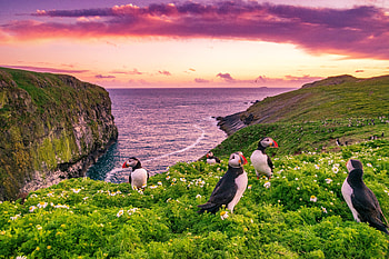 Puffins on Skomer island, rocks, sunset, island, sea, birds, puffins, beautiful, spring, summer, England, wildflowers, view HD wallpaper