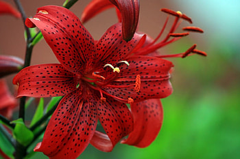 Red Lily, beautiful, red, flower, lily HD wallpaper