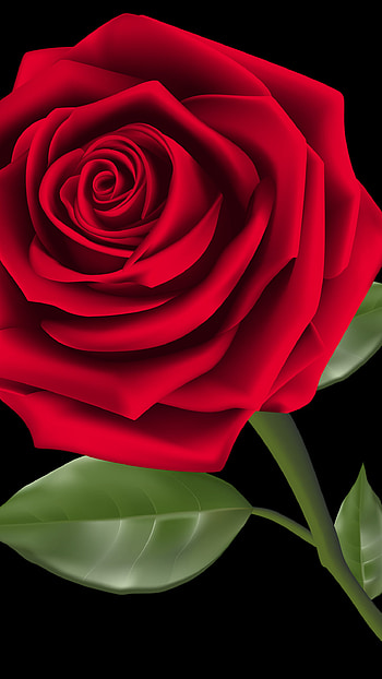 Red Rose, Rose, Flower HD phone wallpaper