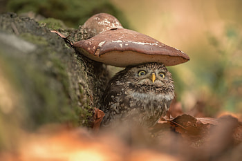 :P, bufnita, mushroom, pasari, owl, bird HD wallpaper