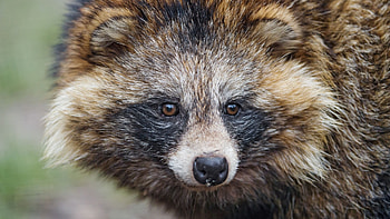 Preview raccoon, snout, furry, mammal HD wallpaper