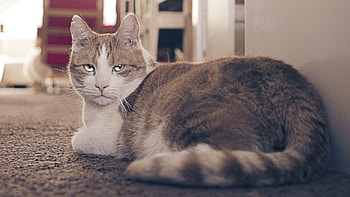 Animals, Cat, Sight, Opinion, Thick, Fat, Tired HD wallpaper