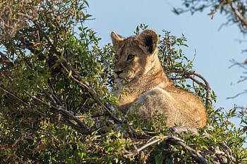 Animals, Branch, Lion, Wildlife, Animal, Lion Cub HD wallpaper