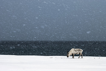 Animals, Snow, Deer, Snowfall HD wallpaper