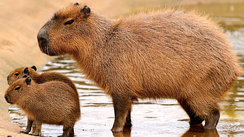 Capybara, Large rodent, Brazilian wildlife, The largest rodent HD wallpaper
