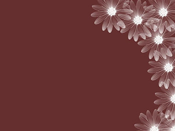 Simple, delicate, flowers, clean HD wallpaper