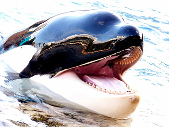 Talking Orca, fish, fun, animals, intertainment HD wallpaper