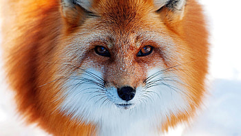 Animals, Winter, Snow, Fox, Redhead, Nose HD wallpaper